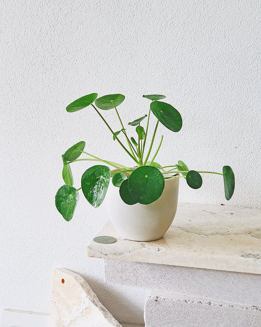 Pilea peperomioides  'Chinese Money Plant' 13cm