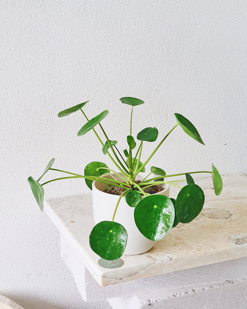 Pilea peperomioides  'Chinese Money Plant' 13cm