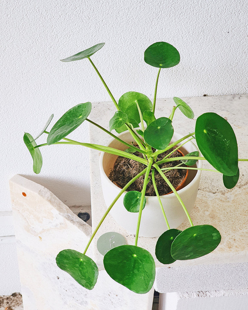 Pilea peperomioides  'Chinese Money Plant' 13cm