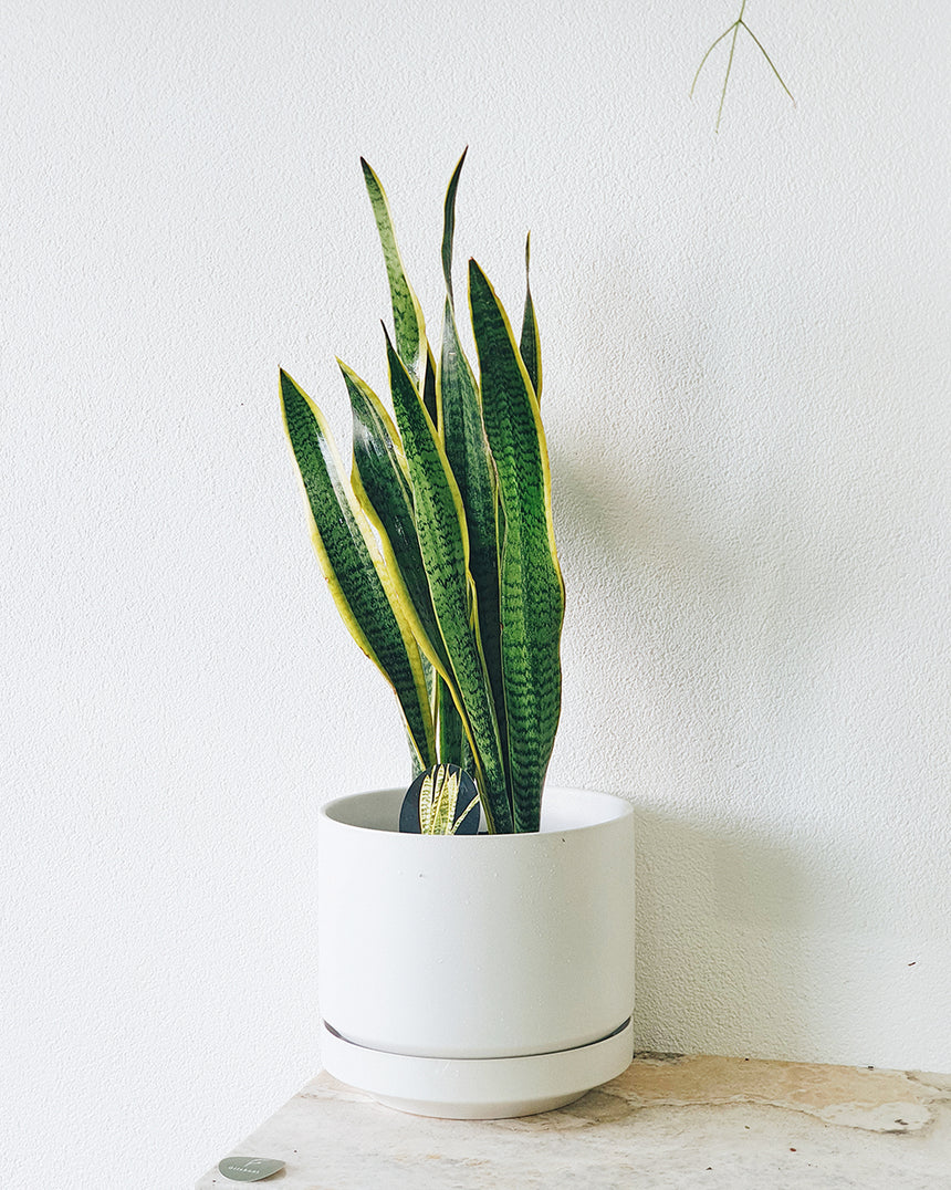 Sanseveria trifasciata laurentii 'Snake Plant' 20cm