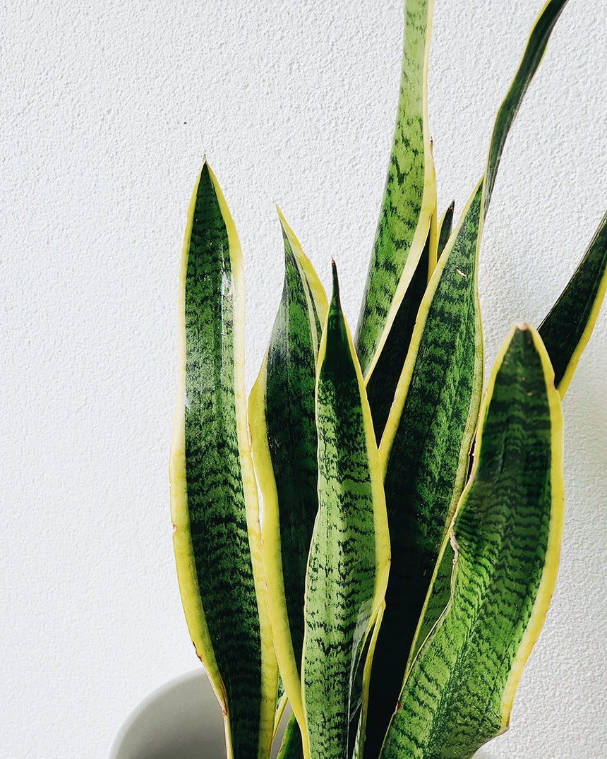Sanseveria trifasciata laurentii 'Snake Plant' 20cm