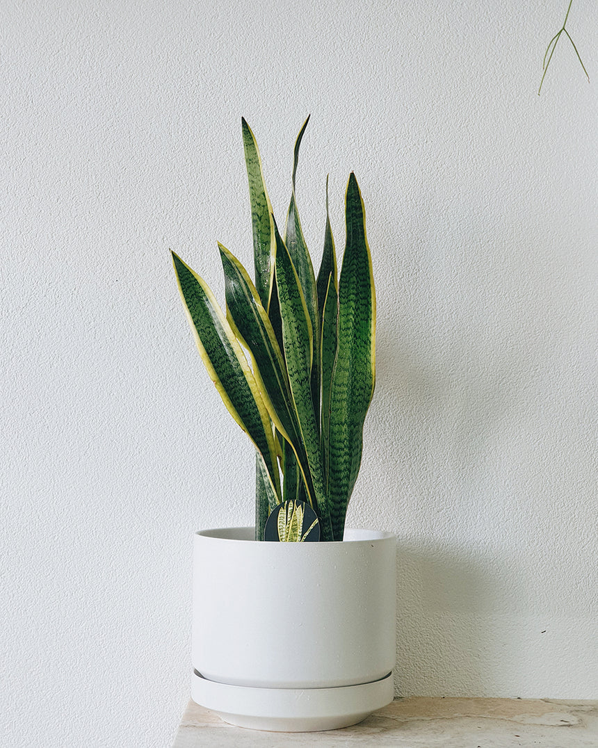Sanseveria trifasciata laurentii 'Snake Plant' 20cm