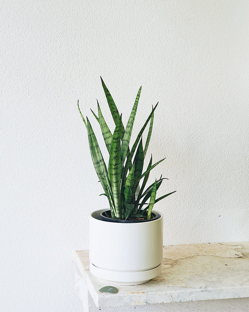 Sanseveria 'Silver Princess' 15cm