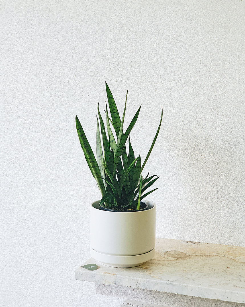 Sanseveria 'Silver Princess' 15cm