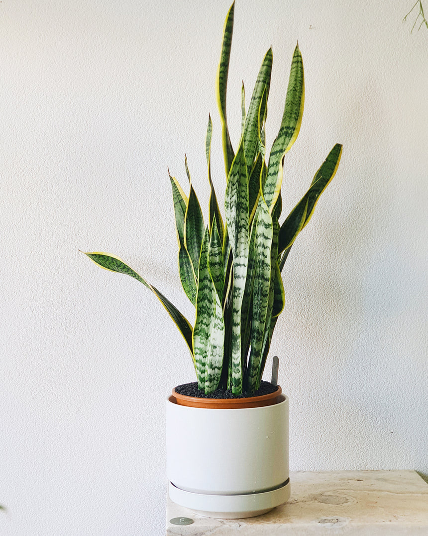 Sanseveria trifasciata 'Snake Plant' 25cm Tall