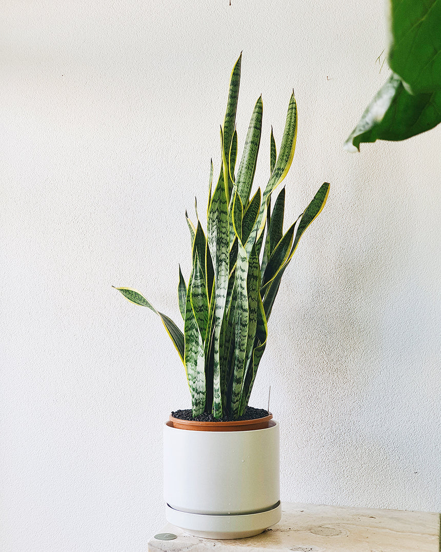 Sanseveria trifasciata 'Snake Plant' 25cm Tall