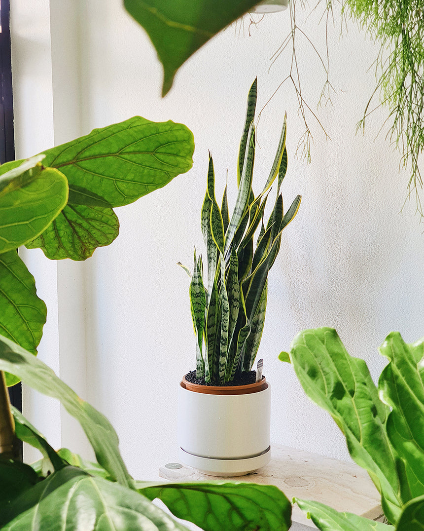 Sanseveria trifasciata 'Snake Plant' 25cm Tall