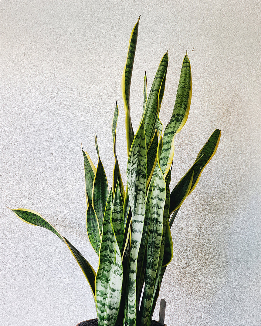 Sanseveria trifasciata 'Snake Plant' 25cm Tall