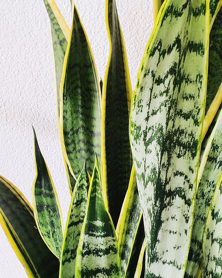Sanseveria trifasciata 'Snake Plant' 25cm Tall