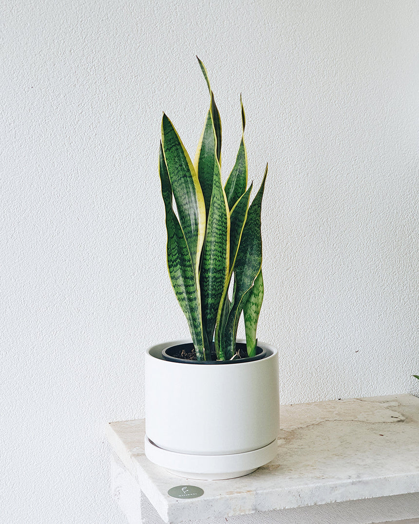 sansevieria offshoot Sanseveria trifasciata Laurentii 'Snake Plant' 18cm