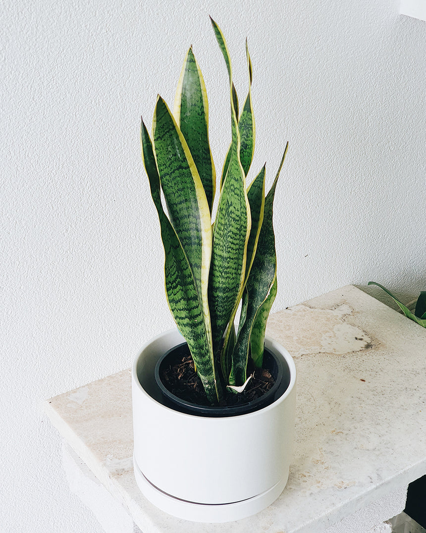 Sanseveria laurentii 'Snake Plant' 15cm