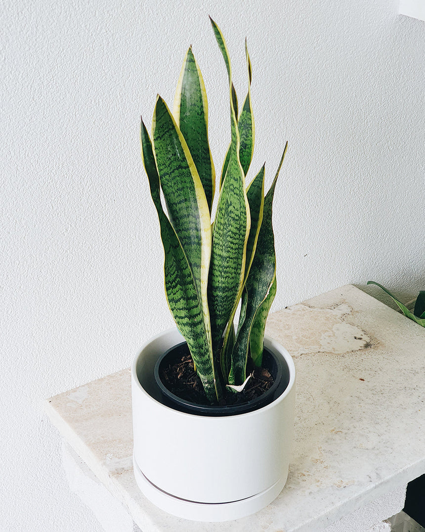 Sanseveria trifasciata laurentii 'Snake Plant' 17cm