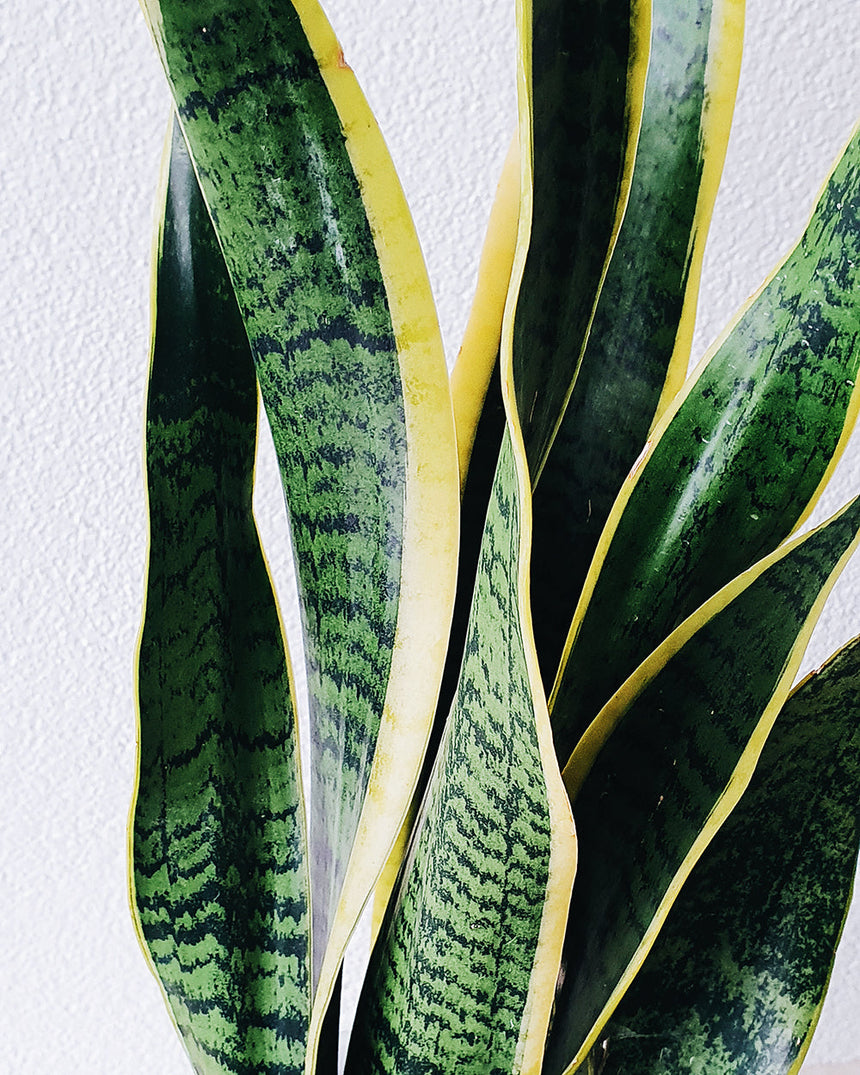 Sanseveria trifasciata laurentii 'Snake Plant' 17cm