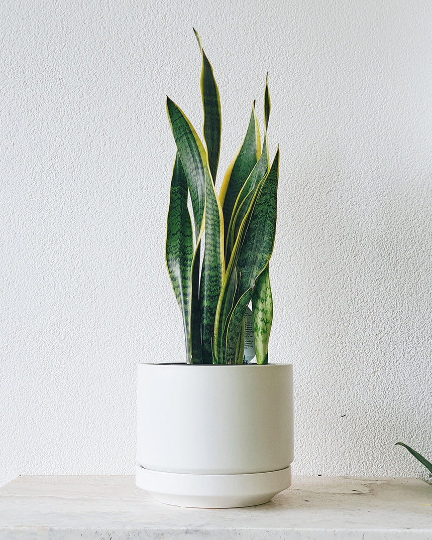 Sanseveria trifasciata laurentii 'Snake Plant' 17cm