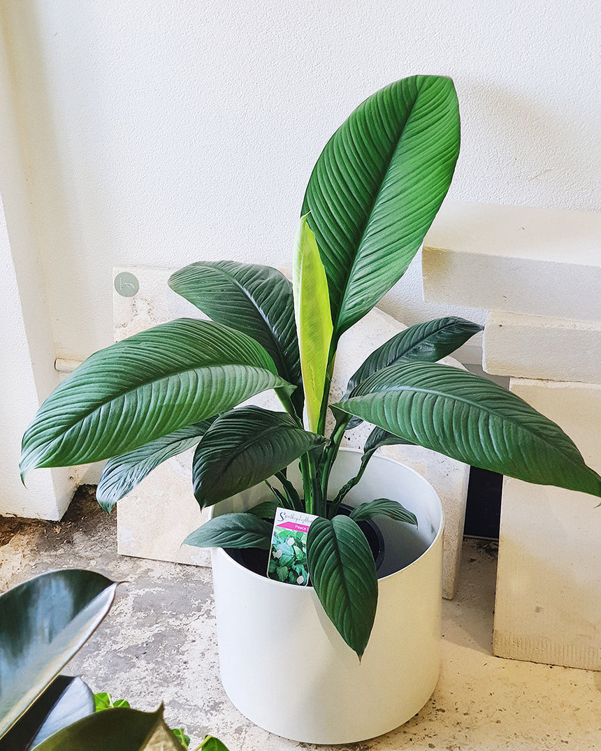 Spathiphylum 'Peace Lilly Sensation' - 24cm