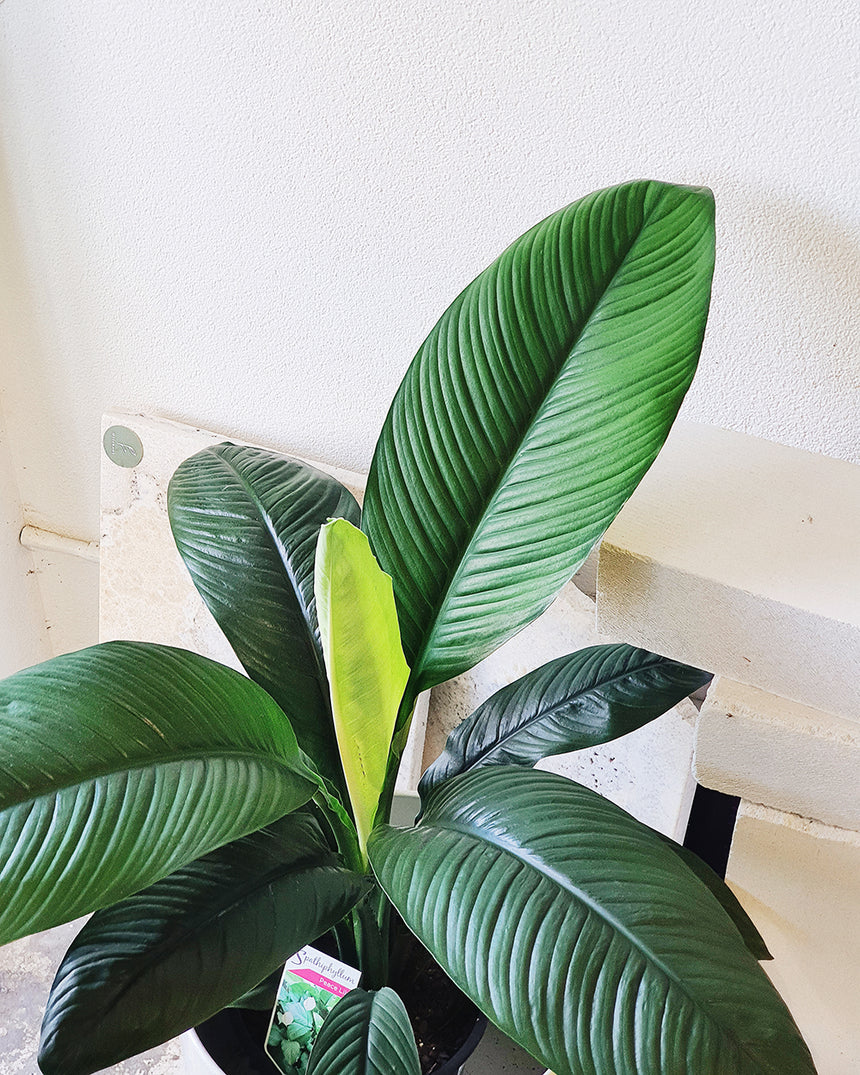 Spathiphylum 'Peace Lilly Sensation' - 24cm
