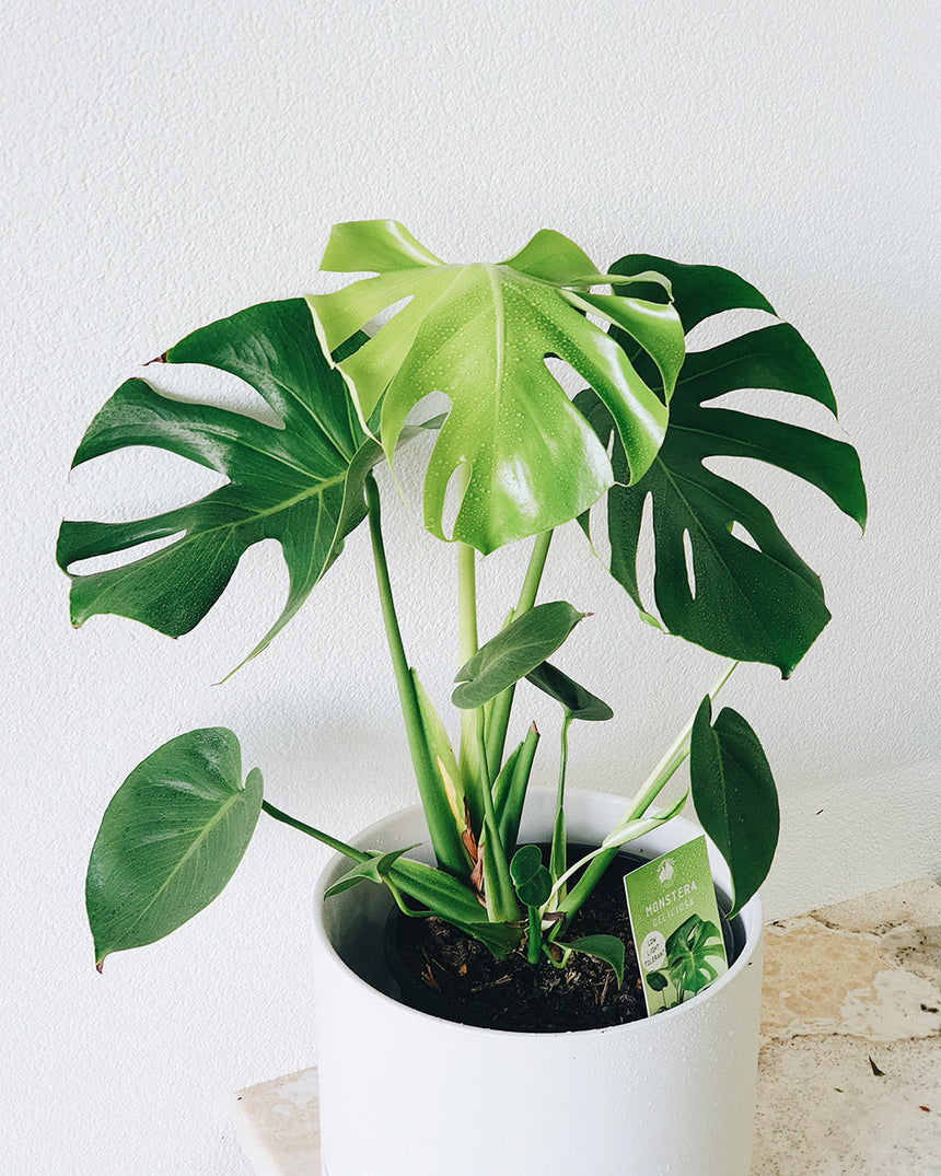 Monstera deliciosa 'Tauerii'   20cm
