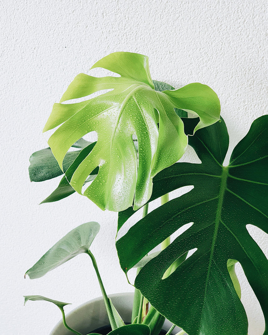 Monstera deliciosa 'Tauerii'   20cm