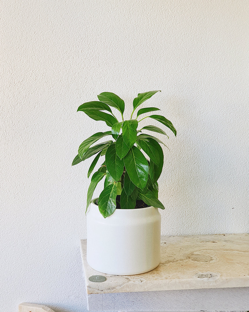 Schefflera actinophylla (Umbrella Tree) - 17cm