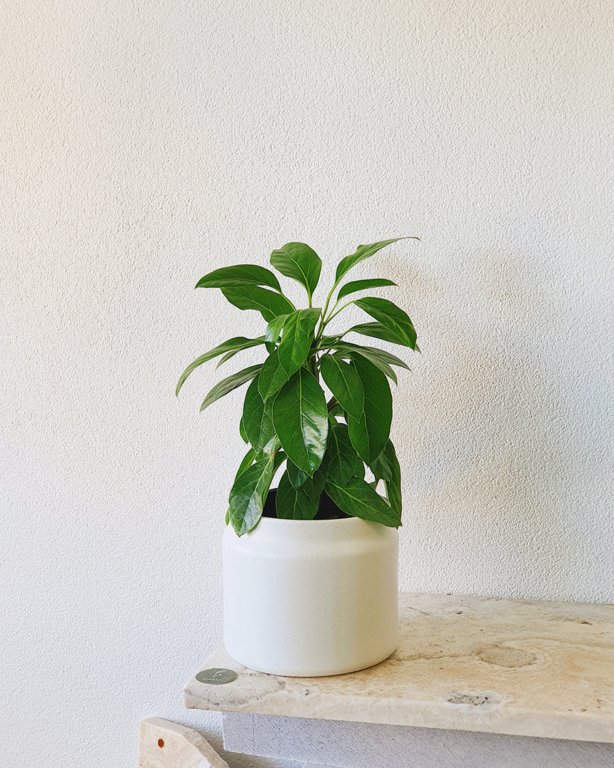 Schefflera actinophylla (Umbrella Tree) - 17cm