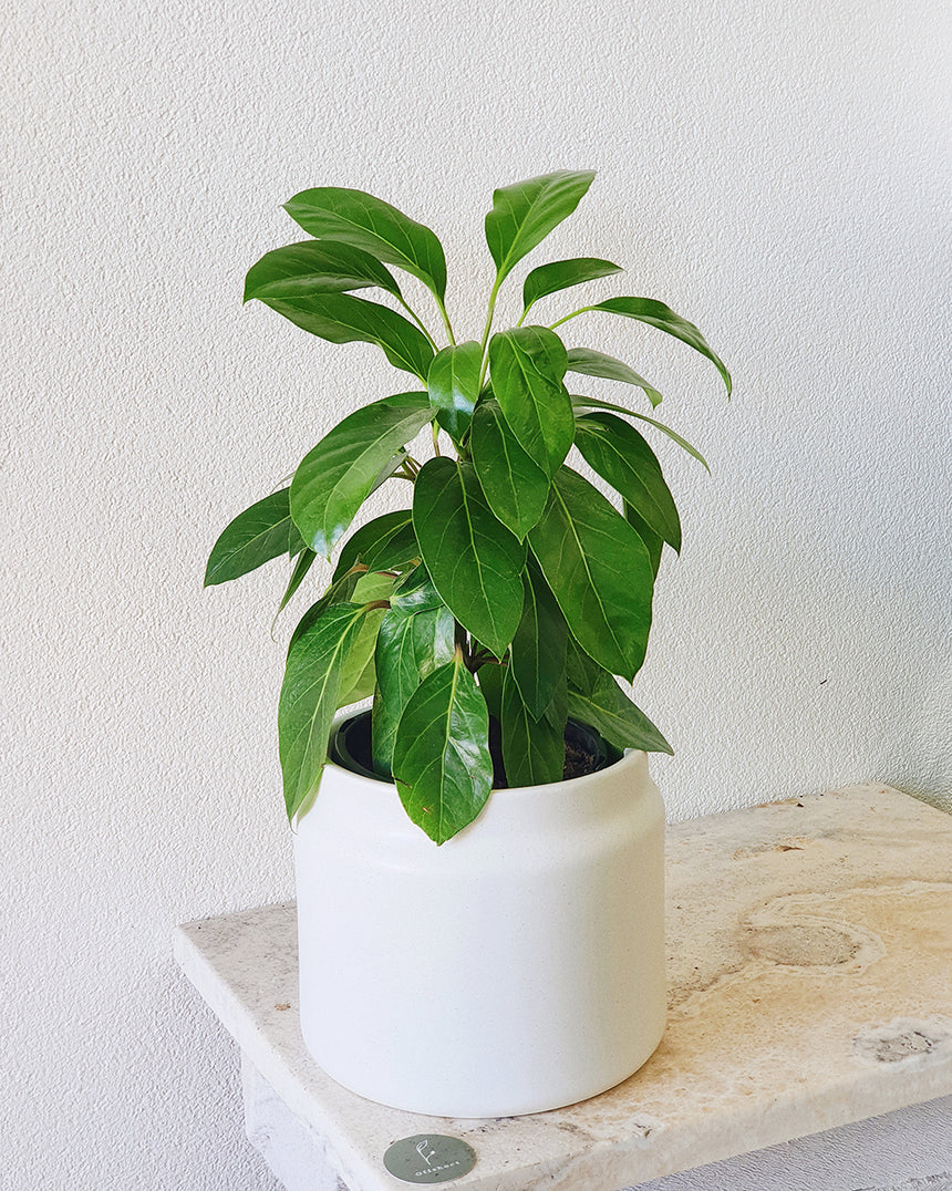 Schefflera actinophylla (Umbrella Tree) - 17cm