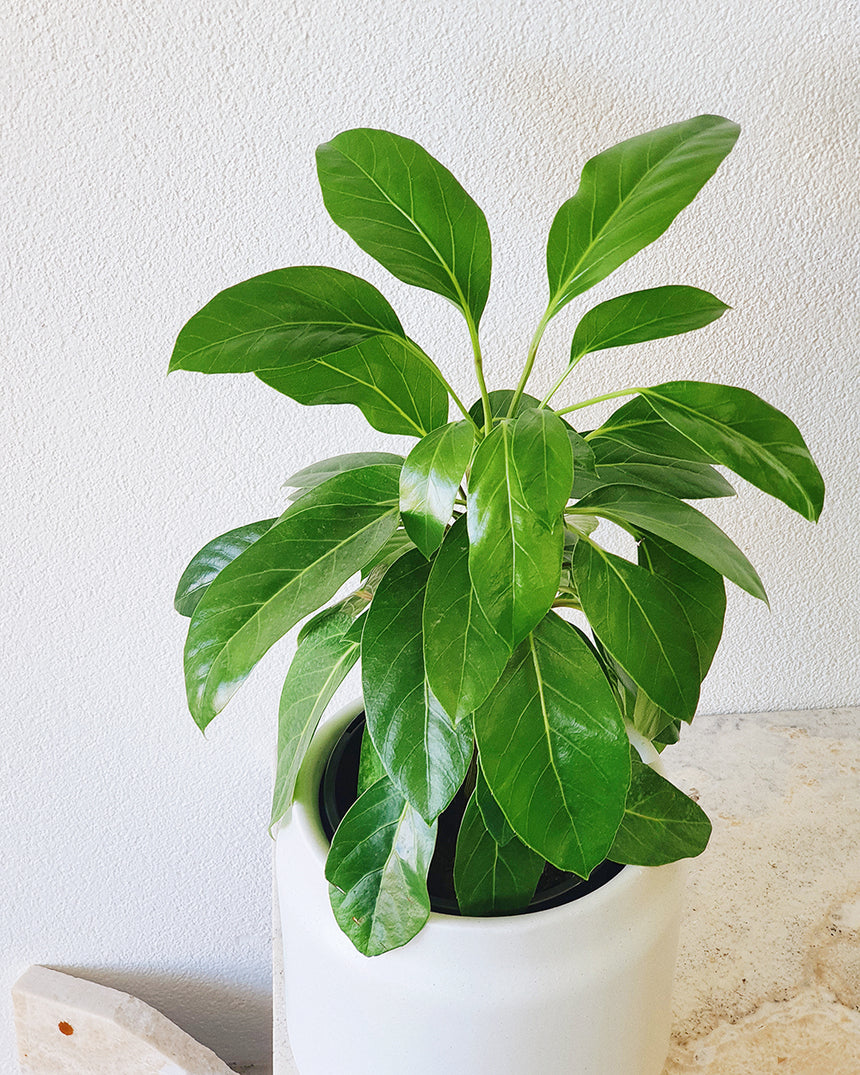 Schefflera actinophylla (Umbrella Tree) - 17cm