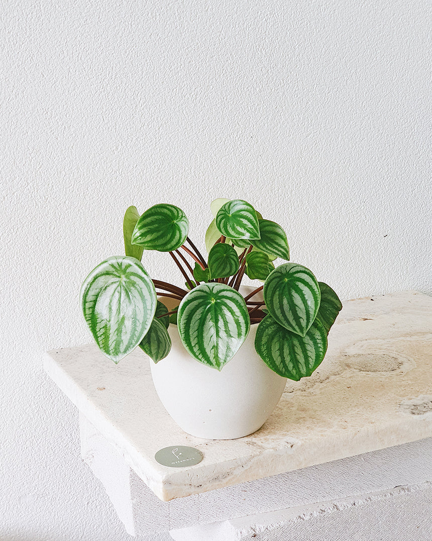 Peperomia argyreia 'Melon Peru' PBR - 13cm