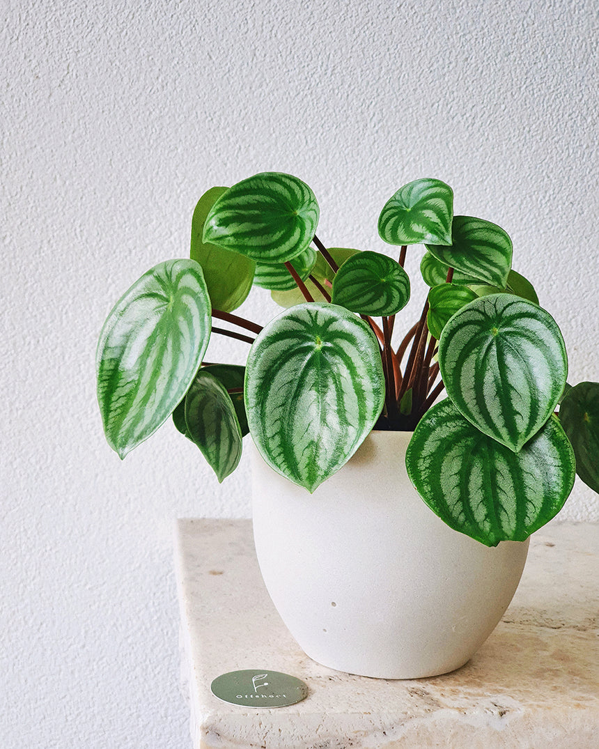 Peperomia argyreia 'Melon Peru' PBR - 13cm