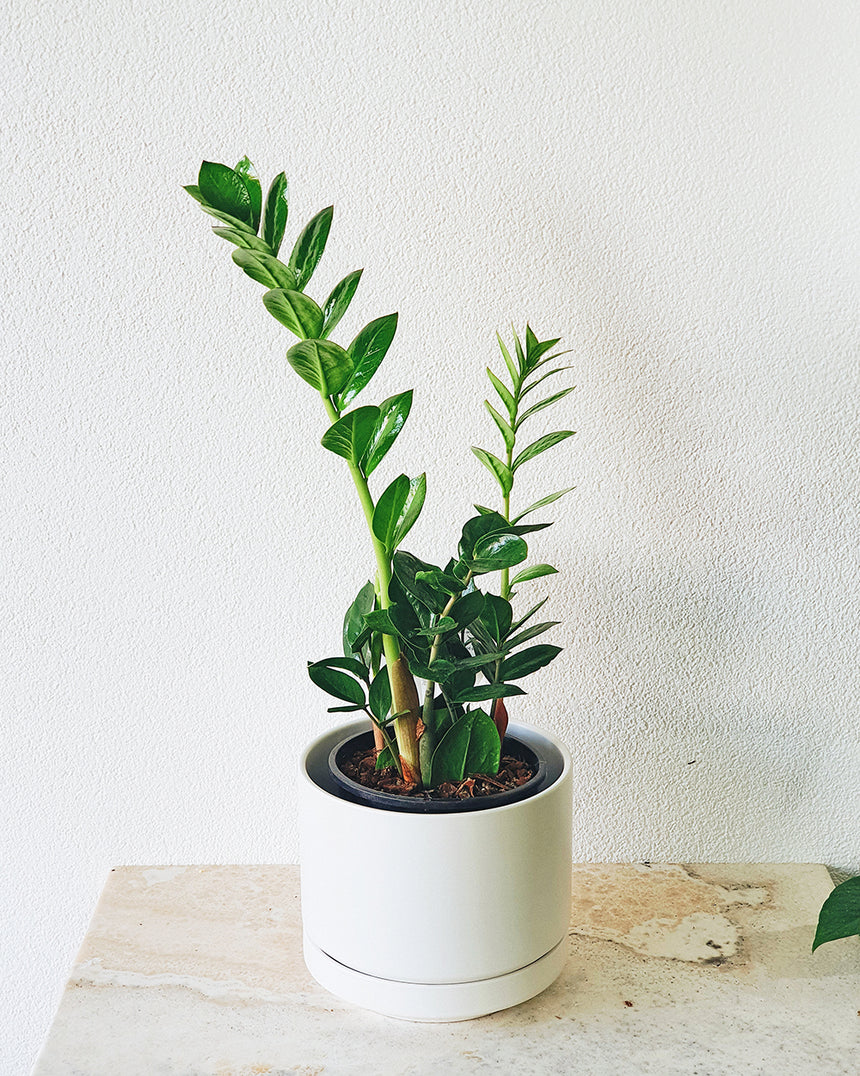 Zanzibar zamiifolia 'Zanzibar Gem' 12cm