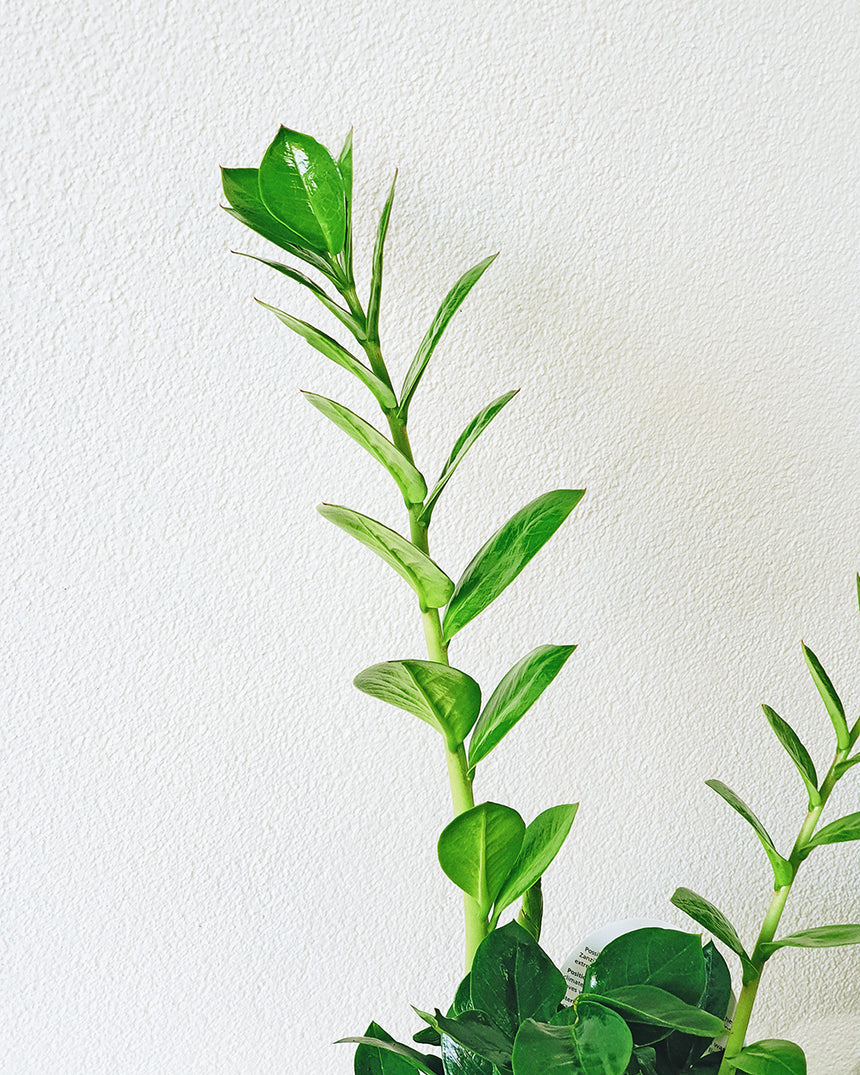 Zanzibar zamiifolia 'Zanzibar Gem' 12cm