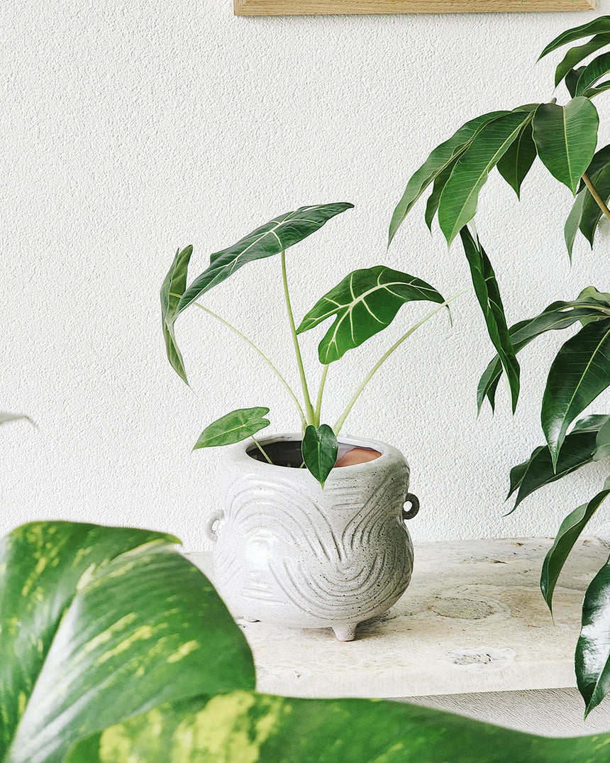 Offshoot | Marketti Terracotta Planter