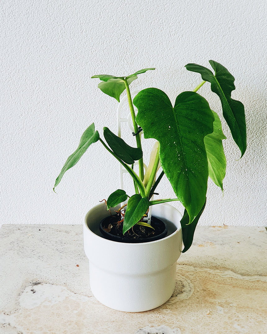 Coast to Coast | Venturi Planter Small