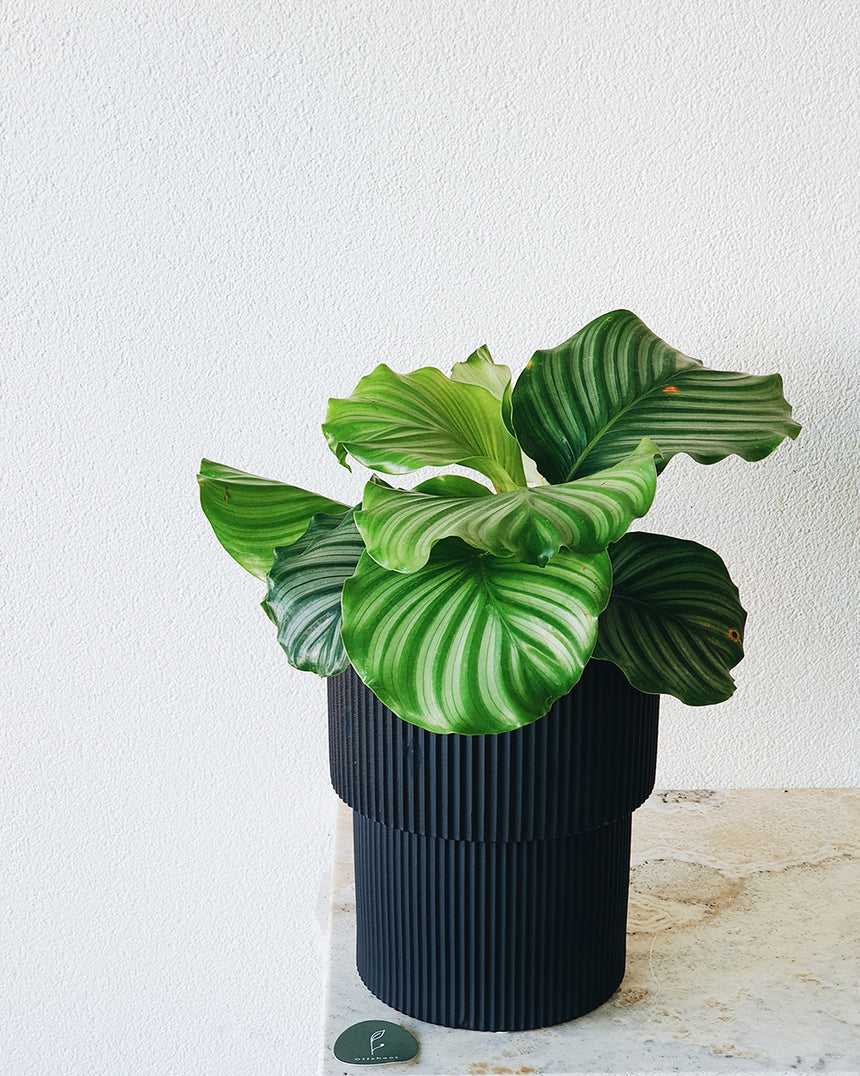 Offshoot | Isadore Planter Black Tall